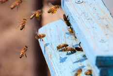 El hombre fue atacado por abejas cuando iba en moto por una localidad jujeña El hombre fue atacado por abejas cuando iba en moto por una localidad jujeña