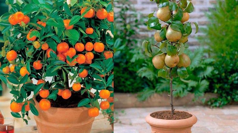 Foto: infoagro.com.ar