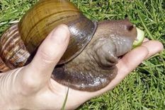 ¿que mas 2020?: aparecieron caracoles gigantes africanos en argentina y son peligrosos