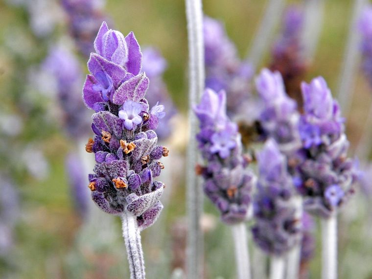 La Lavanda es una planta muy resistente. Puede soportar agobiantes días de calor y temperaturas muy frías. Foto: Wikipedia La Lavanda es una planta muy resistente. Puede soportar agobiantes días de calor y temperaturas muy frías. Foto: Wikipedia