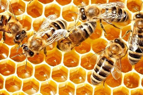 Día Mundial de las Abejas. Día Mundial de las Abejas.