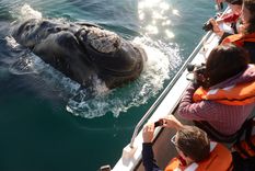 Puerto Madryn dio inicio a la temporada de avistaje de la ballena Franca Austral Foto: gentileza Hernan Romero