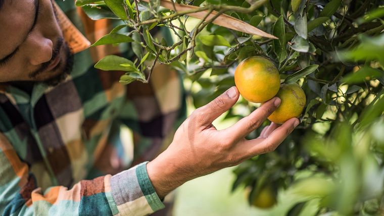 Cuidá al limonero con ingredientes que tenés en la alacena. Foto: Shutterstock