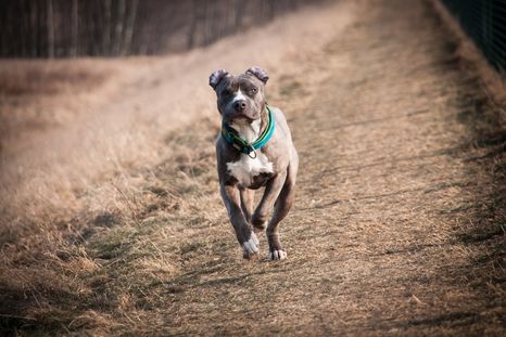 Un pitbull atacó a un adolescente y a su madre en San Martín Foto: Imagen Ilustrativa / Archivo Un pitbull atacó a un adolescente y a su madre en San Martín Foto: Imagen Ilustrativa / Archivo