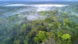 La selva amazónica es el hogar de una de cada 10 especies conocidas en la Tierra. Foto: GETTY IMAGES