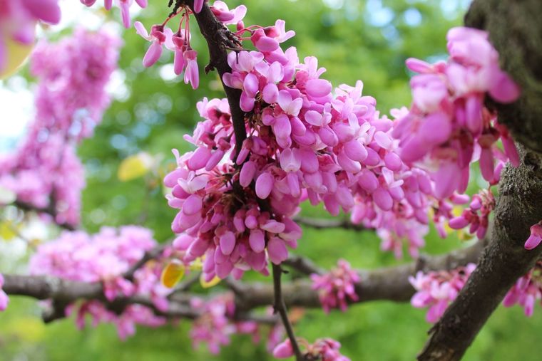 Este árbol se caracteriza por su resistencia y la belleza de sus flores. Foto: Shutterstock Este árbol se caracteriza por su resistencia y la belleza de sus flores. Foto: Shutterstock