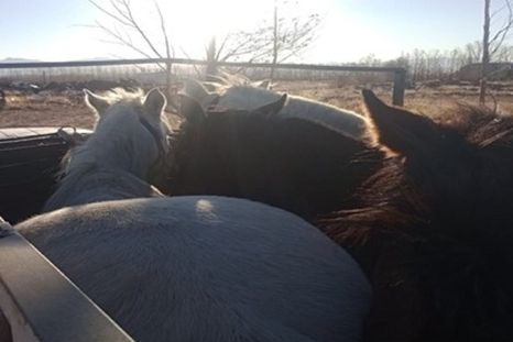 La Policía Rural recuperó animales robados y secuestró grandes cantidades de carne en mal estado en la Zona Este de Mendoza La Policía Rural recuperó animales robados y secuestró grandes cantidades de carne en mal estado en la Zona Este de Mendoza