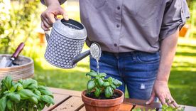 La Coca Cola puede dañar las plantas. Foto: Fuente: Shutterstock La Coca Cola puede dañar las plantas. Foto: Fuente: Shutterstock