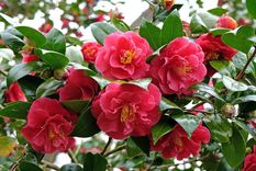 Para quienes disfrutan de multiplicar sus plantas y ver crecer su jardín con recursos simples, este método puede ser un buen punto de partida Foto: Shutterstock