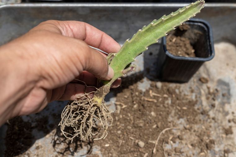 Enraizador casero con solo tres ingredientes de la cocina Foto: Shutterstock