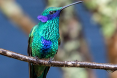 Colibrí El significado de lo más bello. Foto: Fuente: imagen - web Ebird