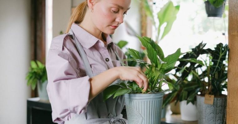 Estas plantas elevan tu energía. Foto: Shutterstock