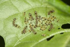 El mejor remedio casero contra las plagas. Foto: Fuente: Freepik