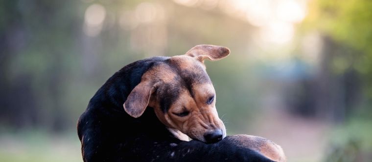 Hay diferentes razones por las cuáles tu perro puede estar dañandose la piel Foto: Shutterstock