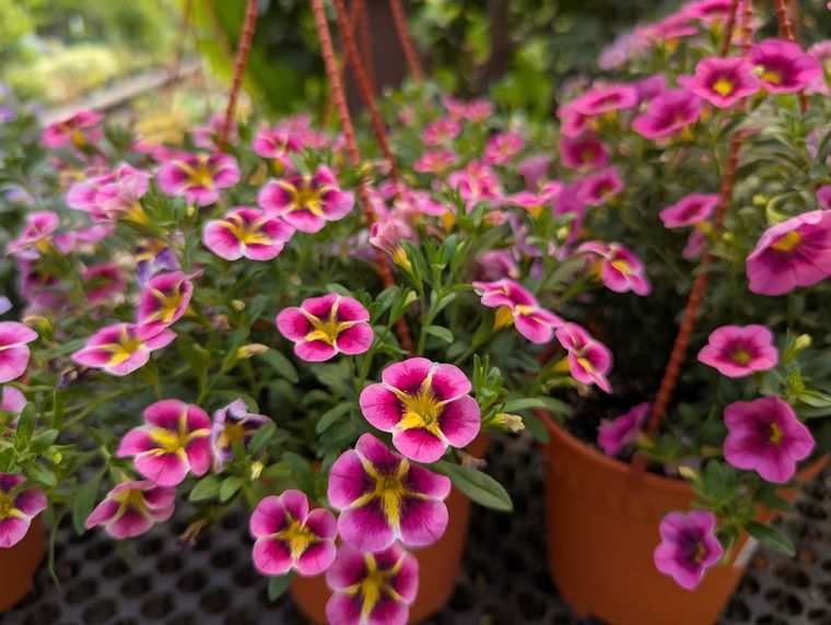Sus flores de distintos colores son perfectas para decorar balcones. Fuente: Shutterstock.