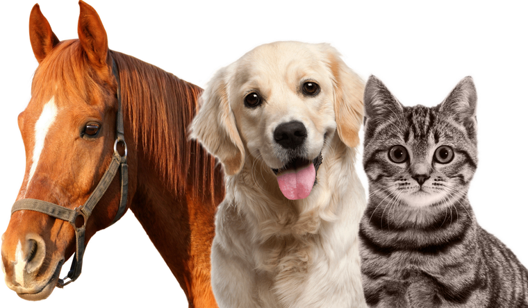 Las mascotas son fundamentales en nuestras vidas. Foto: Equivets.