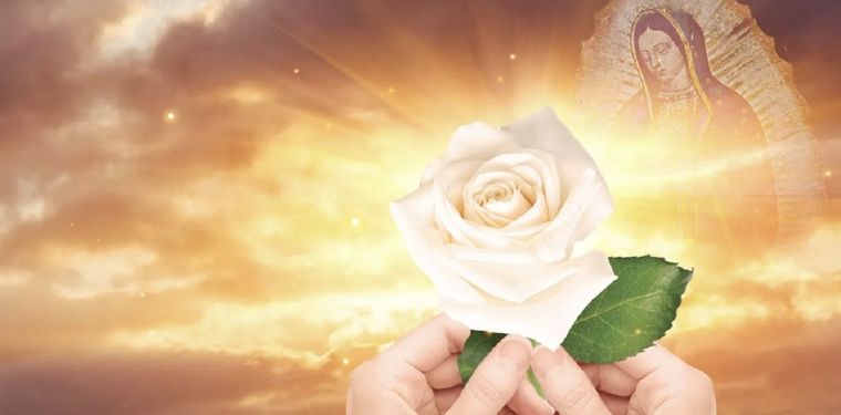 Rating La Rosa de Guadalupe