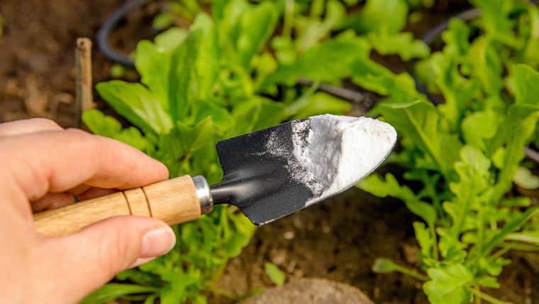 El bicarbonato de sodio es el ingrediente principal de estos abonos caseros para las plantas.