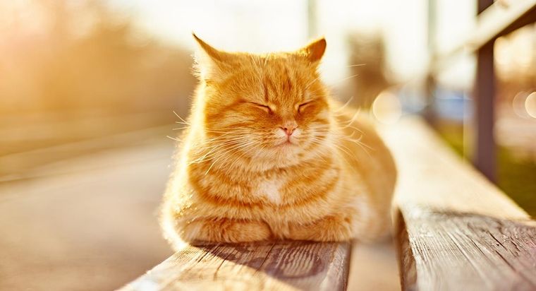¡Cómo limpiar la mancha de las patas de gatos en las paredes? Foto: Archivo
