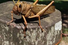 Adulto T. collaris. Fuente: Programa Nacional de Langostas y Tucuras