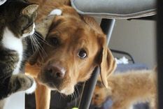 La legislación busca proteger a las mascotas y castigar el maltrato mediante multas y prohibiciones