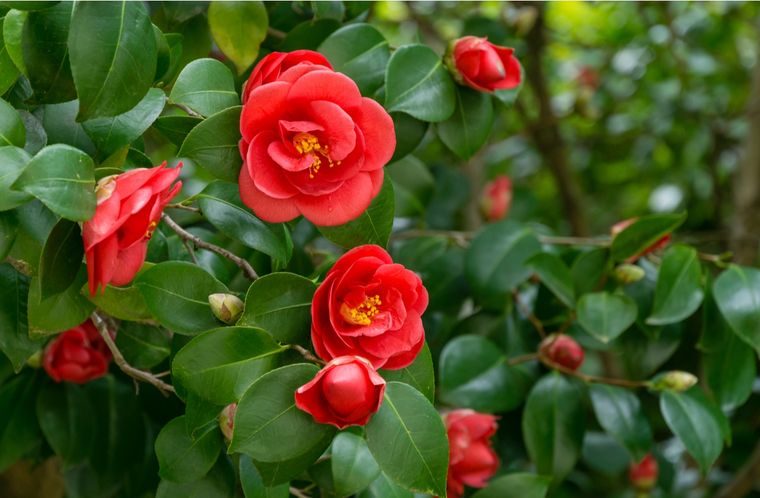 Camelias Cuidados Foto: Shutterstock