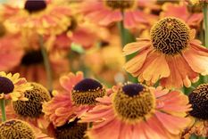 Las plantas perennes mueren en el invierno y vienen con muchas variedades en flores. Foto: homesandgardens.com