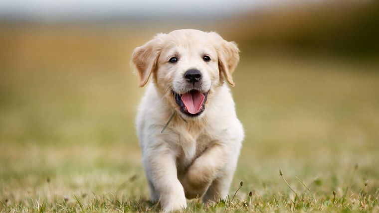 Adoptar un perro puede mejorar tu salud.
