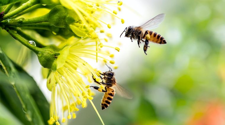 Un jardín con abejas en verano refleja armonía natural. Foto: Shutterstock Un jardín con abejas en verano refleja armonía natural. Foto: Shutterstock