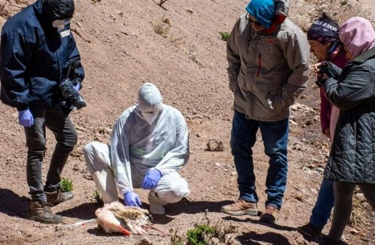 Son más de 180 los flamencos que murieron en la última semana en Laguna Brava, provincia de La Rioja Foto: Ambiente La Rioja