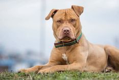 El ataque fue de perros de raza bull terrier (imagen ilustrativa) Foto: happets.com