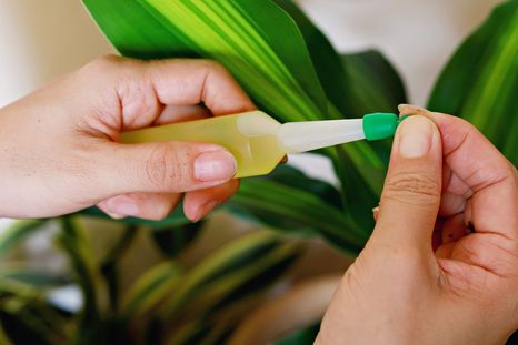 Con este abono dile adiós a las hojas amarillas de las plantas. Foto: Shutterstock Con este abono dile adiós a las hojas amarillas de las plantas. Foto: Shutterstock