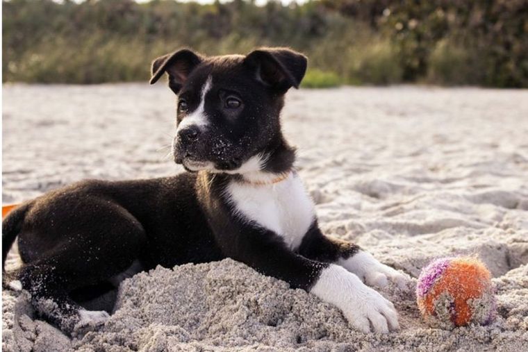 Algunas razas perrunas son más rápidas que otras Foto: Archivo