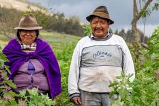Agricultores indígenas en un campo de quinua en Ecuador. Foto: GETTY Agricultores indígenas en un campo de quinua en Ecuador. Foto: GETTY