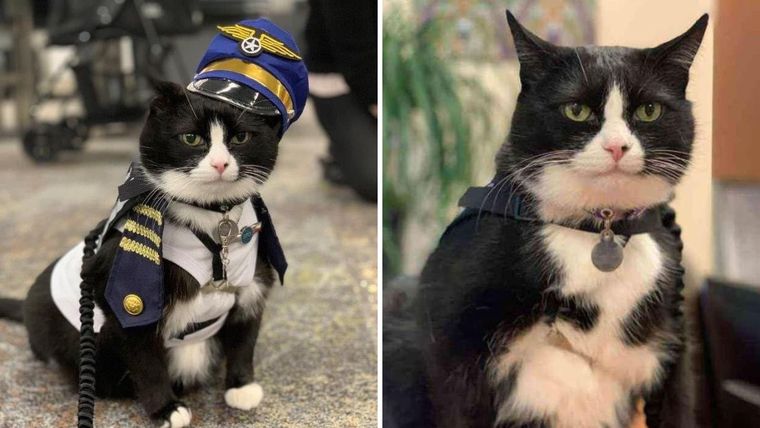 Un gato es viral en las redes sociales por su laburo en un aeropuerto. Foto: Foto: X/flySFO