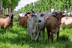 La "supervaca" cebú fue mejorada genéticamente en Brasil hasta alcanzar su mejor condición. La "supervaca" cebú fue mejorada genéticamente en Brasil hasta alcanzar su mejor condición.