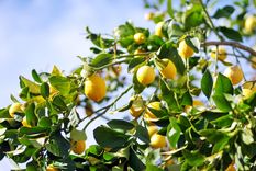 El truco para que el limonero crezca fuerte y saludable.&nbsp;