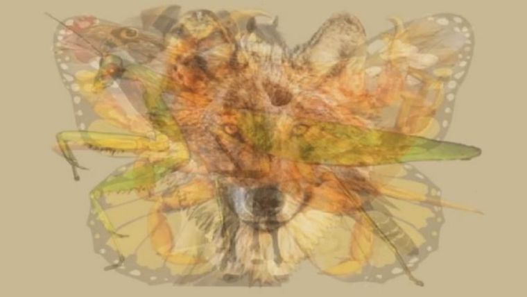 ACERTIJO VISUAL ACERTIJO VISUAL, RETO VISUAL, ANIMAL Foto: ARCHIVO