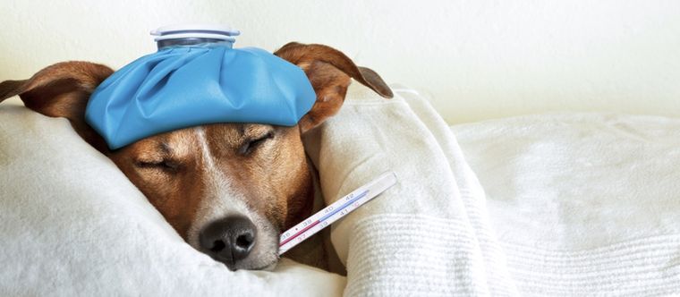 Aprende a reconocer fácilmente si el perro se encuentra enfermo Foto: Shutterstock