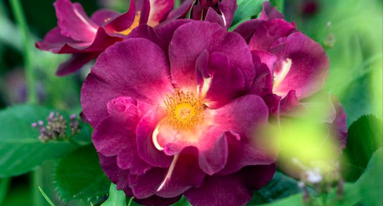 Rosa gallica. Es una de las especies de rosales más antiguas que se cultivan. Foto: Future / Jacky Hobbs Rosa gallica. Es una de las especies de rosales más antiguas que se cultivan. Foto: Future / Jacky Hobbs