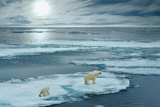 Los hielos del Océano Ártico podrían desaparecer para 2030