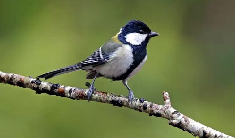 El herrerillo japonés ha sorprendido a los científicos Foto: Shutterstock