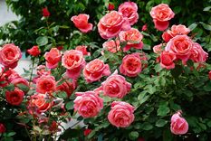 Este truco casero solo necesita un ingrediente de cocina Foto: Shutterstock