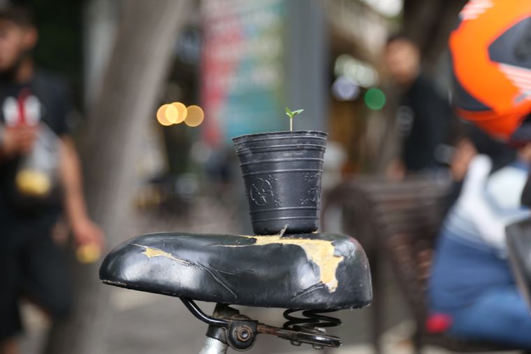 Marcha por la Legalización de la  Mariguana Una plantita de cannabis sobre el asiento de una bicicleta en la Peatonal Sarmiento de la Ciudad de Mendoza Foto: Maximiliano Ríos/MDZ