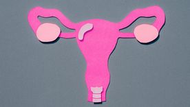 El útero no se encuentra exactamente en la misma posición en todas las mujeres. El útero no se encuentra exactamente en la misma posición en todas las mujeres.