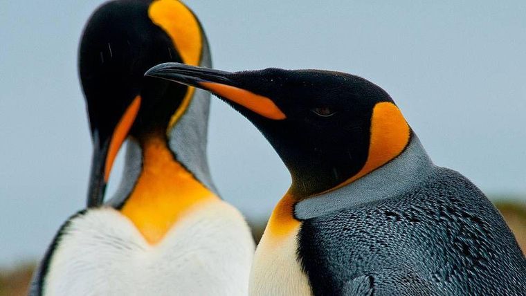 Los pingüinos rey pueden sumergirse a profundidades de hasta 300 metros durante el día para buscar peces y calamares.