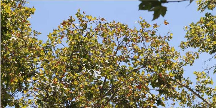 Foto: Maggie Ojcius/Mediamza.com