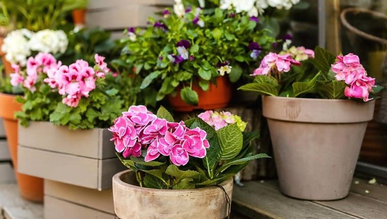 Te compartimos las plantas que te ayudarán a mantener el aire libre de contaminantes (Shutterstock).