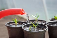 JARDÍN EL RIEGO CONSTITUYE UNA DE LAS TAREAS CLAVE PARA TENER PLANTAS SALUDABLES Foto: Verdecora