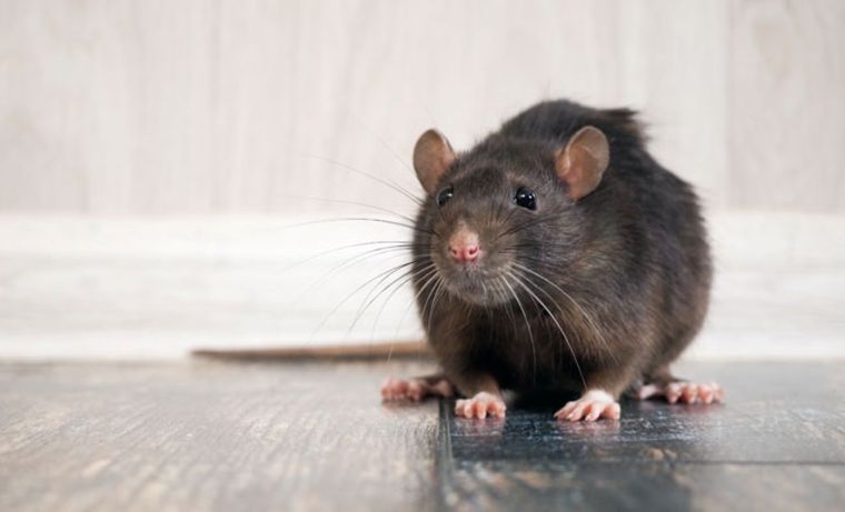 Una de las plagas más asquerosas son los ratones. Foto: Shutterstock
